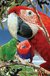 Książka ePub Minikartka 3D - Papuga - brak