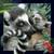 Książka ePub Magnes 3D. Lemur - brak