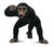 Książka ePub Szympans samiec M - brak
