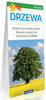 Książka ePub Drzewa - praca zbiorowa