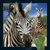 Książka ePub Magnes 3D - Zebra - brak