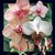Książka ePub Magnes 3D - Orchidea - brak