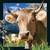 Książka ePub Magnes 3D. Szwajcarska krowa - brak