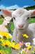 Książka ePub Mini kartka 3D Owca - brak