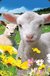 Książka ePub Minikartka 3D - Owca - brak