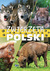 Książka ePub ZwierzÄ™ta Polski | ZAKÅADKA GRATIS DO KAÅ»DEGO ZAMÃ“WIENIA - zbiorowe Opracowanie