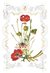 Książka ePub Karnet kwiaty lilie 12x18 + koperta - brak