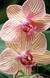 Książka ePub Mini kartka 3D Orchidea - brak