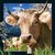 Książka ePub Magnes 3D - Szwajcarska krowa - brak