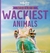 Książka ePub World's Wackiest Animals - Praca zbiorowa