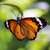 Książka ePub Karnet kwadrat z kopertÄ… Tiger Butterfly - null