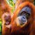Książka ePub Karnet kwadrat z kopertÄ… Sumatran Orangutan and Baby - null