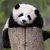 Książka ePub Karnet kwadrat z kopertÄ… Giant Panda Baby - null
