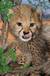 Książka ePub Mini kartka 3D Gepard - brak