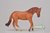 Książka ePub Ogier rasy Australian stock horse kasztan - brak