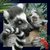 Książka ePub Magnes 3D Lemur - brak