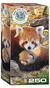Książka ePub Puzzle 250 Red Pandas 8251-5557 - brak